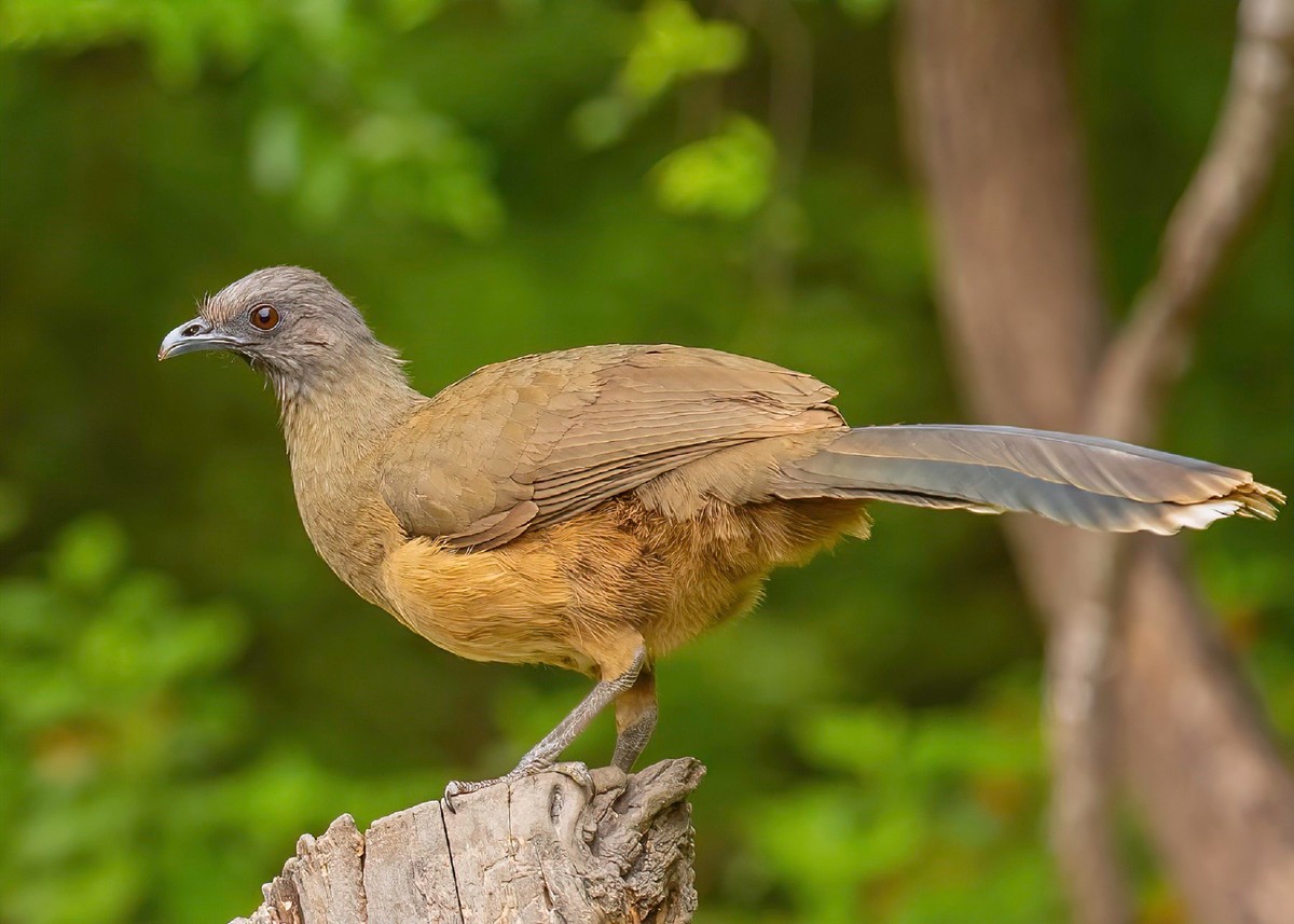 Land Birds Texas Photo Man